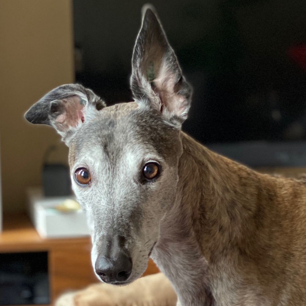 Meet your Posher, Stella